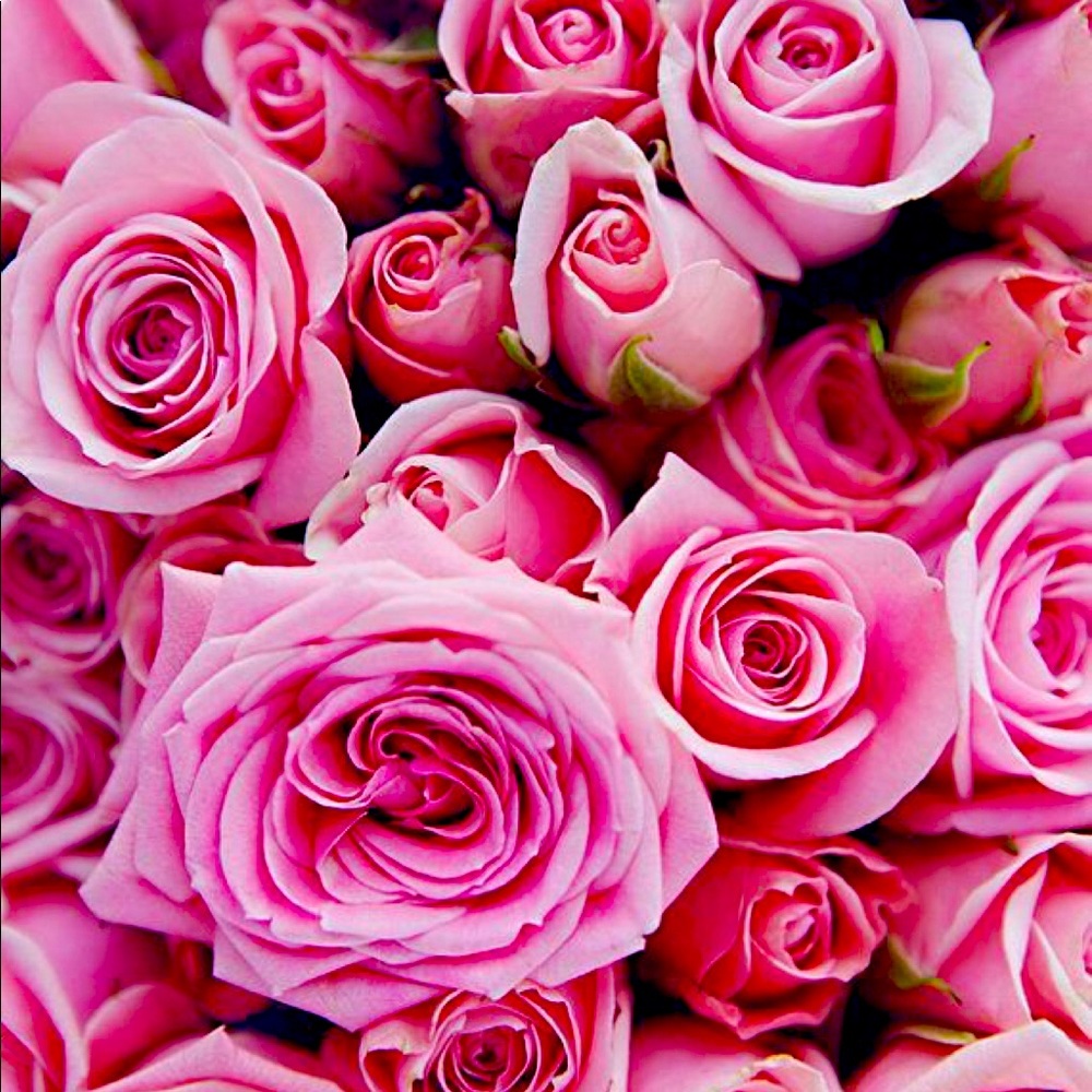 Meet your Posher, PinkRose